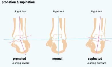 Pronation and supination diagram
